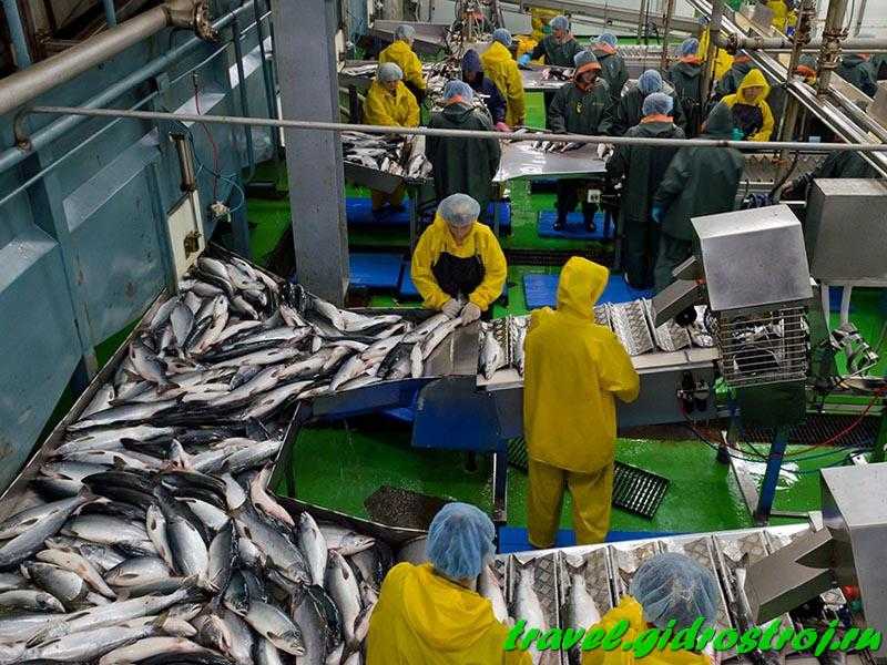 Рыбная промышленность поволжья