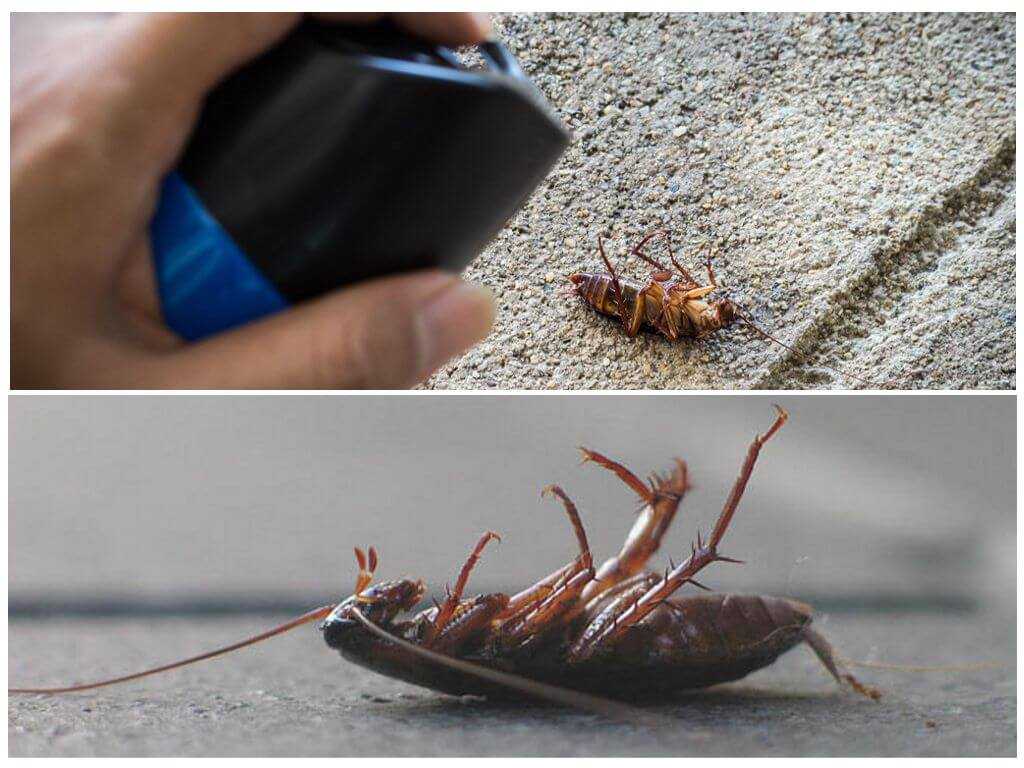Вещи, которых тараканы боятся больше, чем огня и как это использовать в борьбе с ними