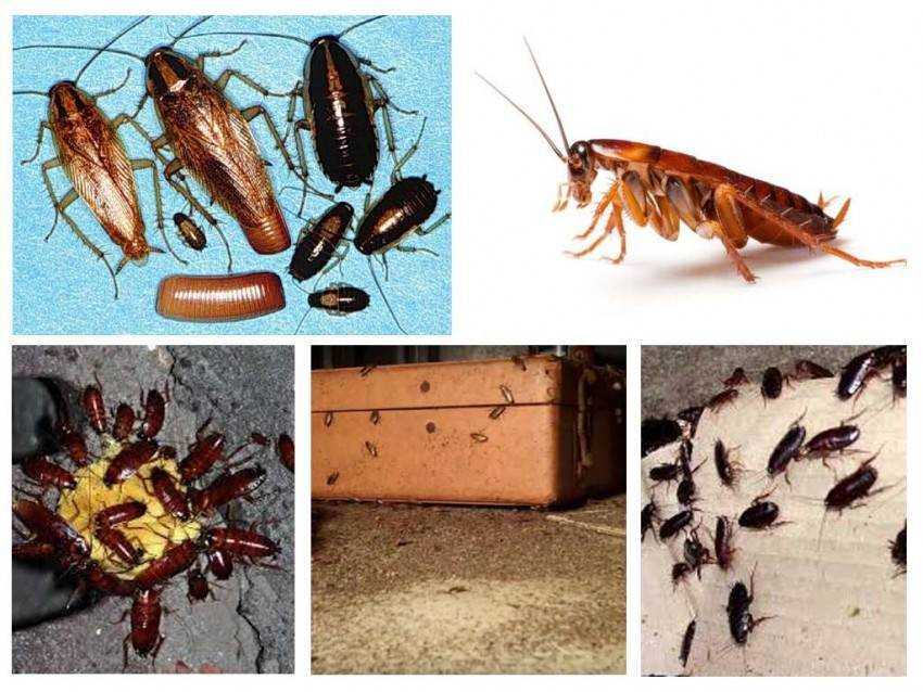 Как избавиться от тараканов в домашних условиях