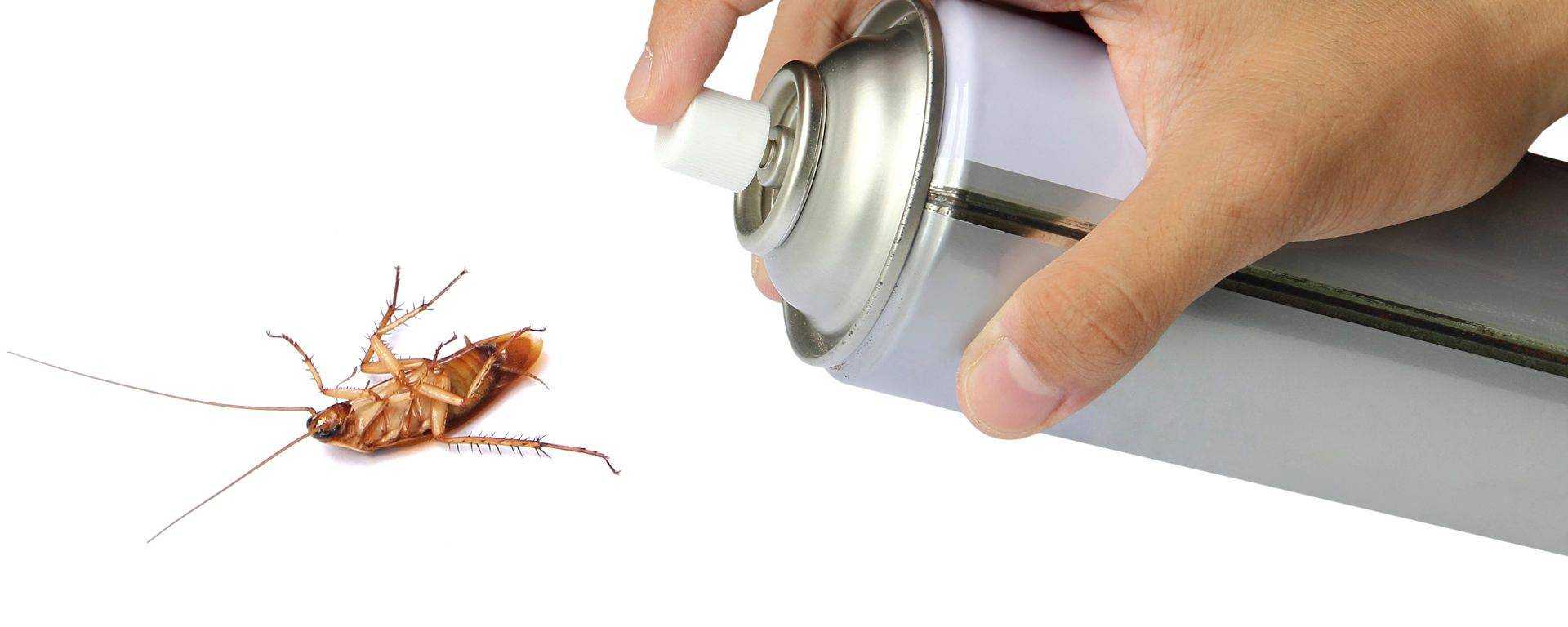 Тараканы в машине: что делать и откуда берутся, как избавиться от них?