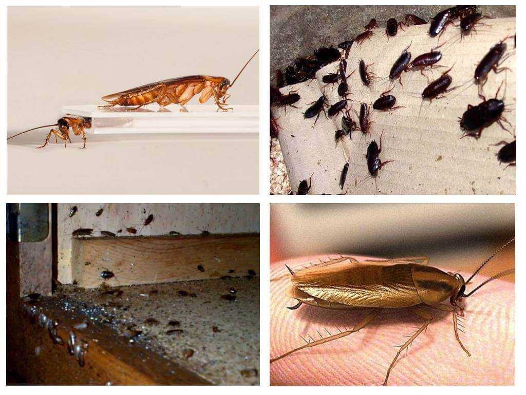 11 советов, как избавиться от тараканов в доме